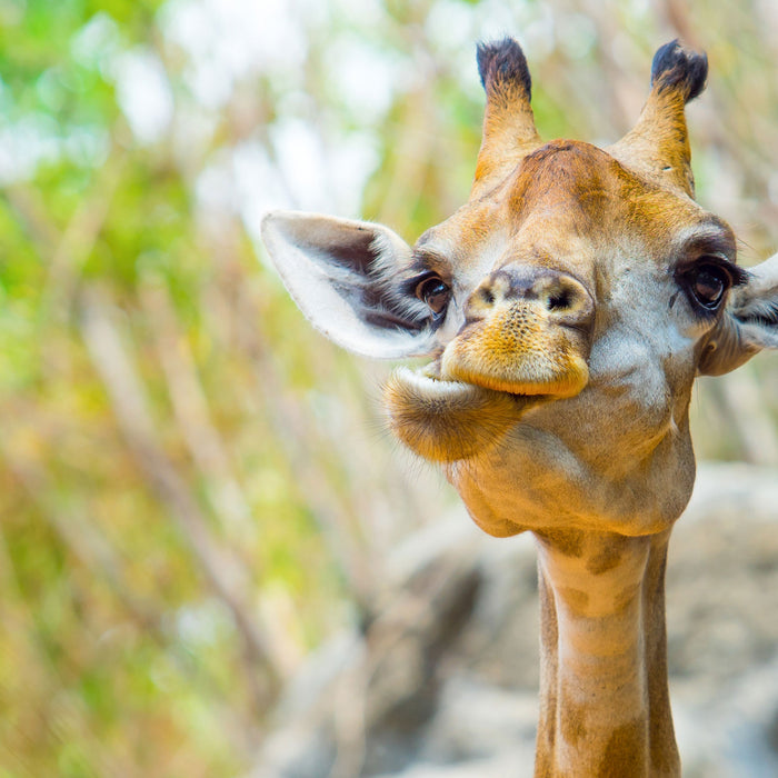 Giraffe in der Natur, Glasbild Quadratisch