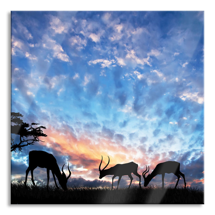 Pixxprint Tiere in der Natur am Abend, Glasbild Quadratisch