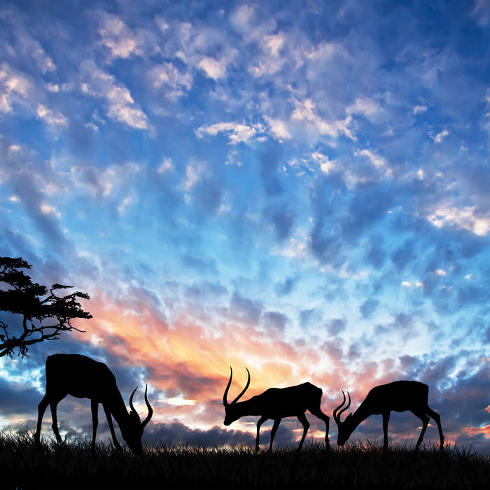 Tiere in der Natur am Abend, Glasbild Quadratisch