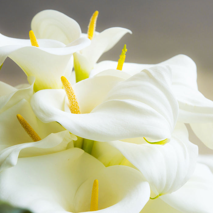 Wunderschöne weiße Calla Lilien, Glasbild Quadratisch