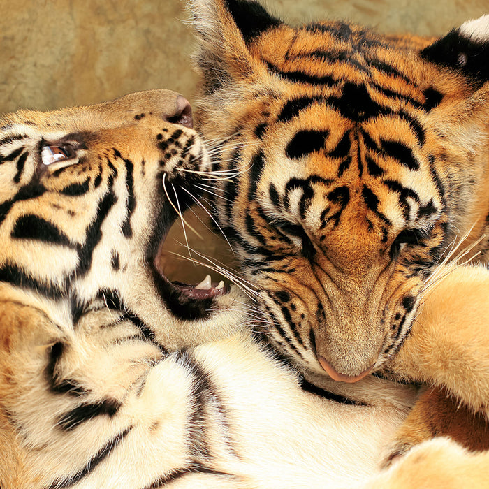 Zwei junge Tiger beim Kämpfen, Glasbild Quadratisch