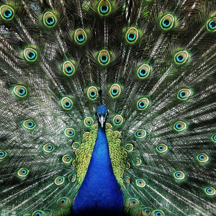 Schöner Pfau mit seinem Gefieder, Glasbild Quadratisch