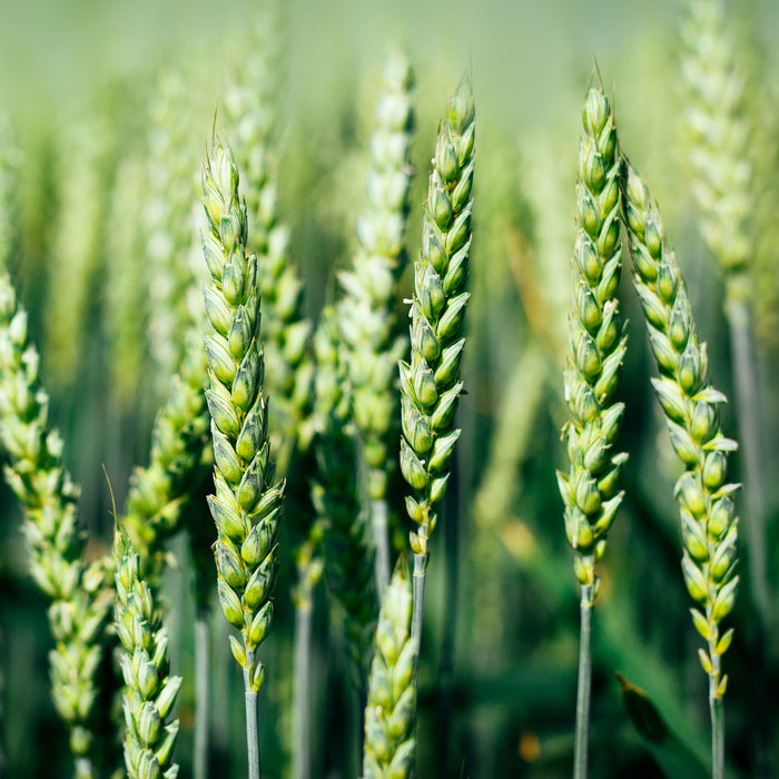 Grüne Weizen auf dem Feld, Glasbild Quadratisch