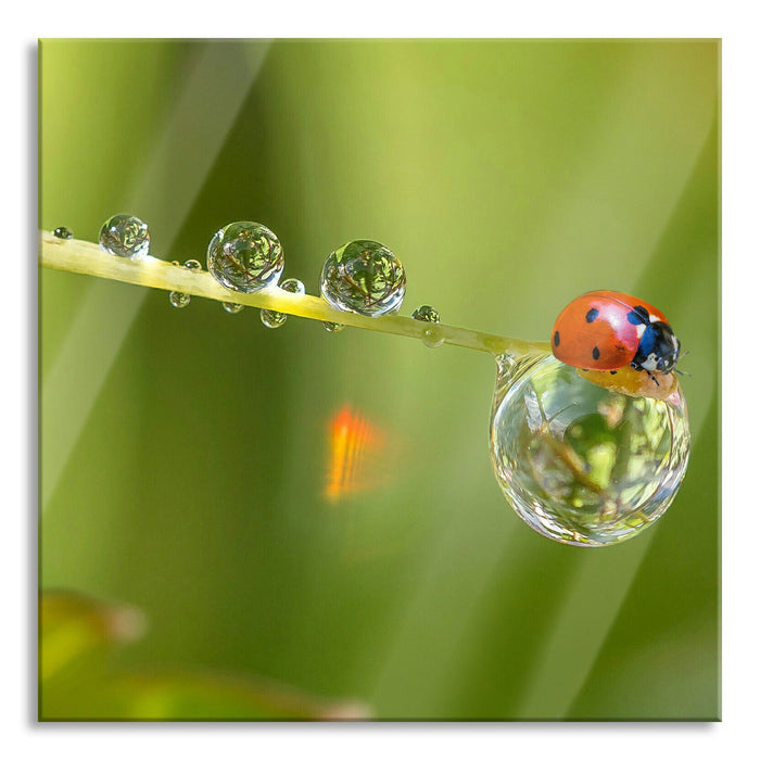 Marienkäfer Wassertropfen, Glasbild Quadratisch