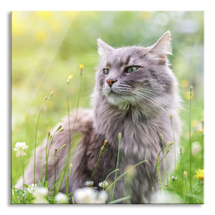 Katze in der Wildnis, Glasbild Quadratisch