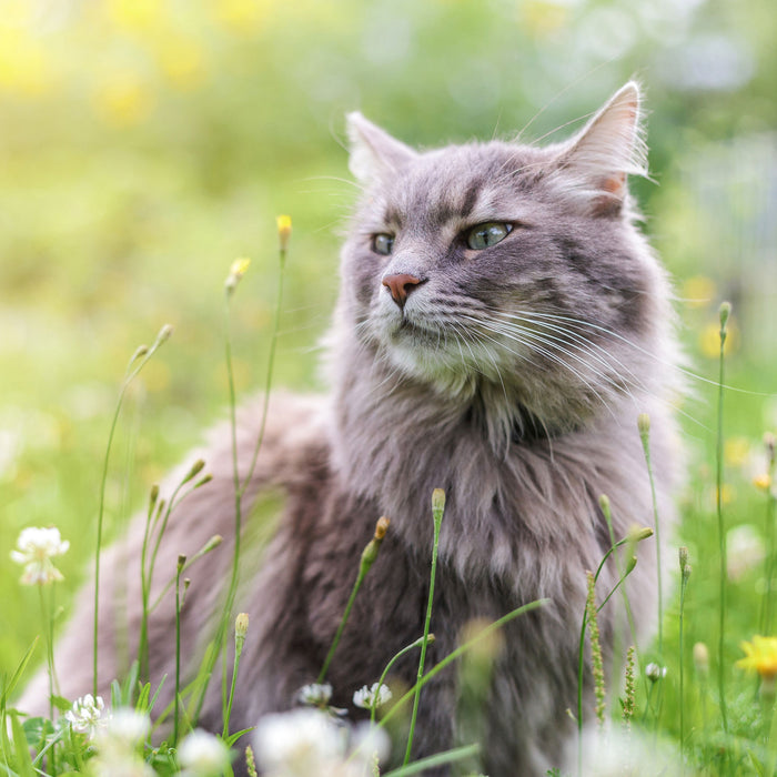 Katze in der Wildnis, Glasbild Quadratisch