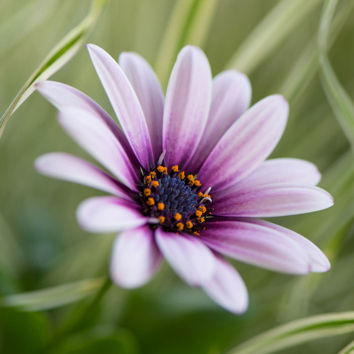 Blume in der Natur, Glasbild Quadratisch