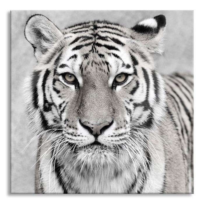 Pixxprint Anmutiger Tiger in, Glasbild Quadratisch