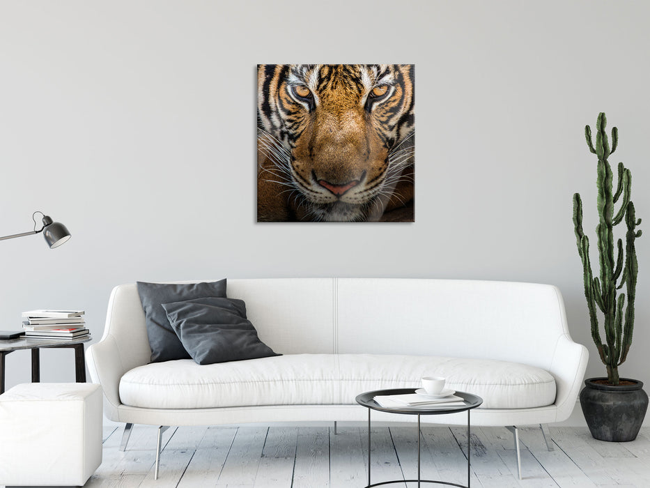 Tiger mit hellbraunen Augen, Glasbild Quadratisch