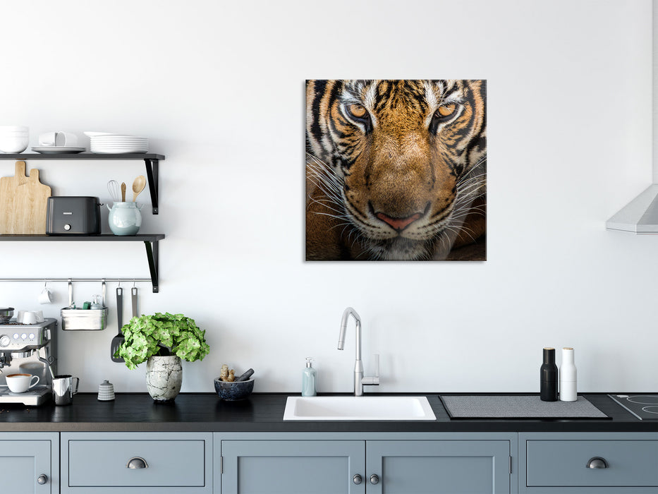 Tiger mit hellbraunen Augen, Glasbild Quadratisch