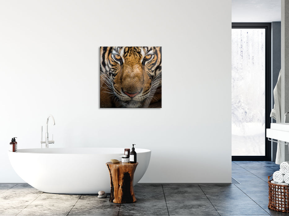 Tiger mit hellbraunen Augen, Glasbild Quadratisch