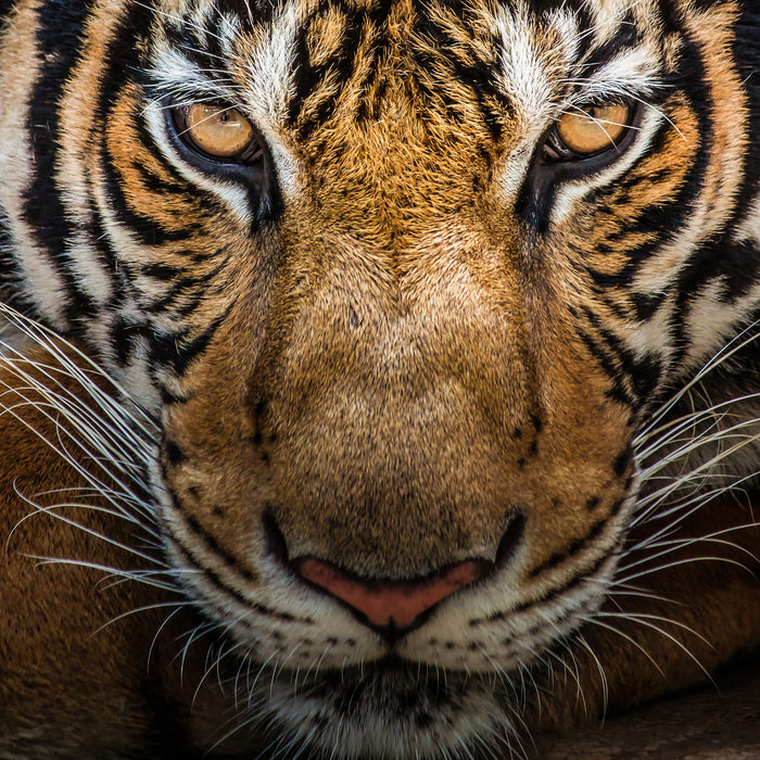 Tiger mit hellbraunen Augen, Glasbild Quadratisch