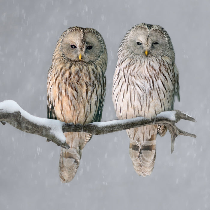 Zwei Eulen in Winterlandschaft, Glasbild Quadratisch