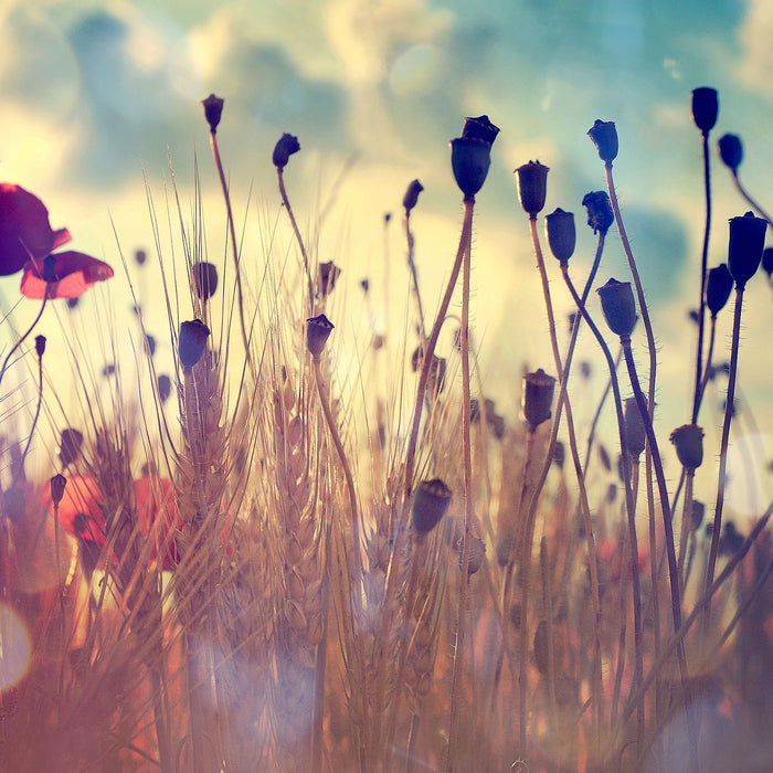 Mohn im Weizenfeld, Glasbild Quadratisch