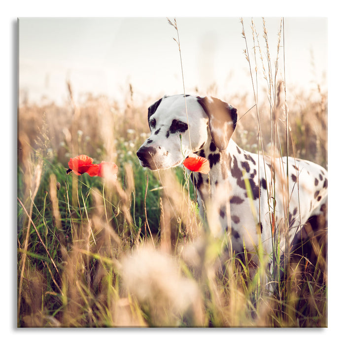 Pixxprint Neugieriger Hund im Feld, Glasbild Quadratisch