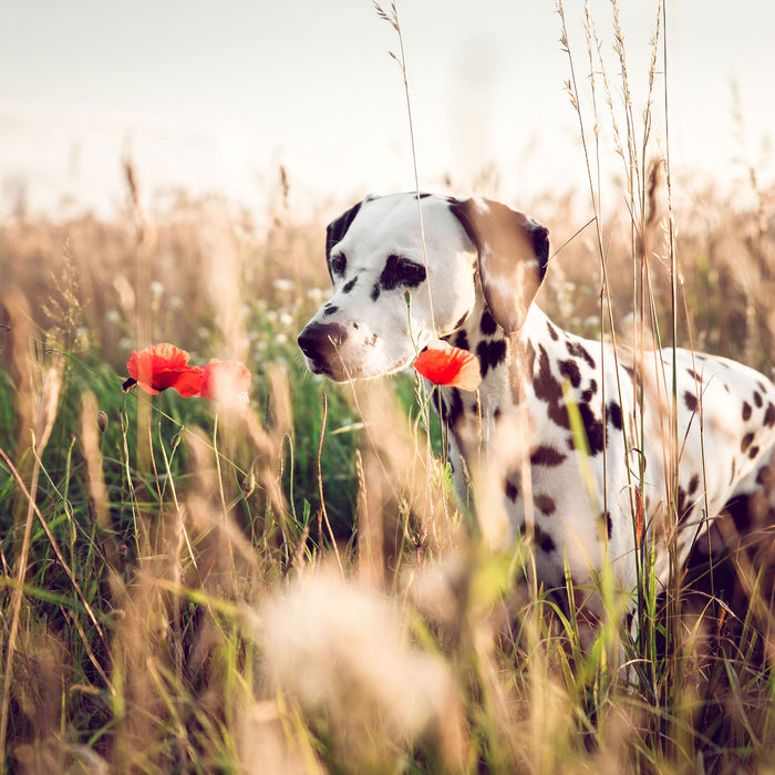 Neugieriger Hund im Feld, Glasbild Quadratisch