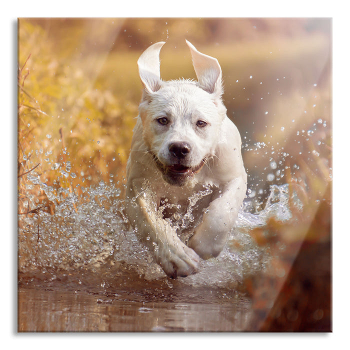 Pixxprint Labrador-Welpe im Wasser, Glasbild Quadratisch