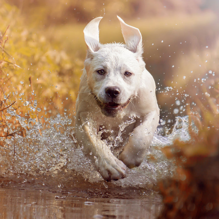 Labrador-Welpe im Wasser, Glasbild Quadratisch