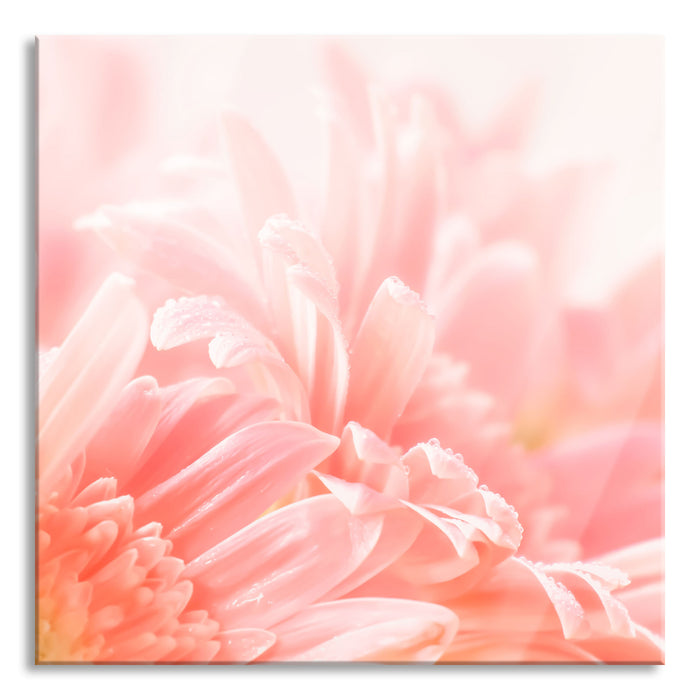 Pixxprint Gerbera Blume, Glasbild Quadratisch