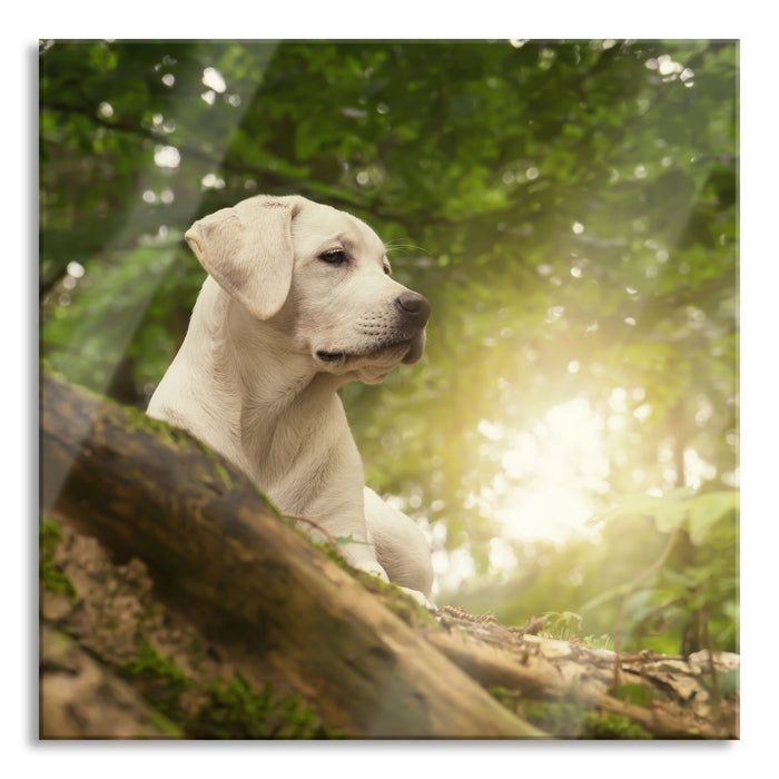 Pixxprint Labrador Welpe im Wald, Glasbild Quadratisch