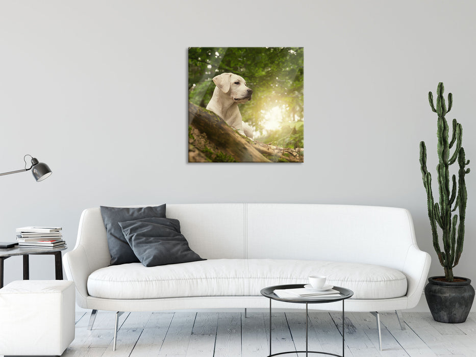 Labrador Welpe im Wald, Glasbild Quadratisch