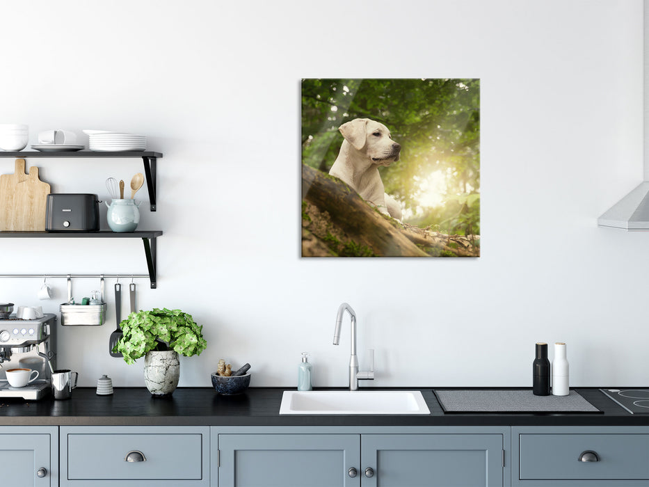 Labrador Welpe im Wald, Glasbild Quadratisch