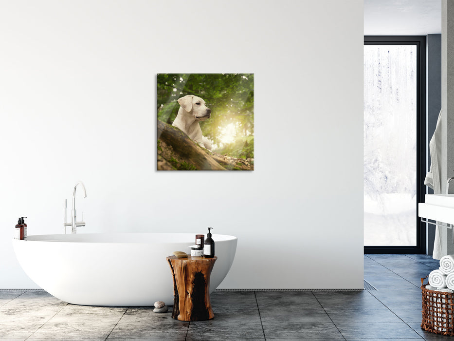 Labrador Welpe im Wald, Glasbild Quadratisch