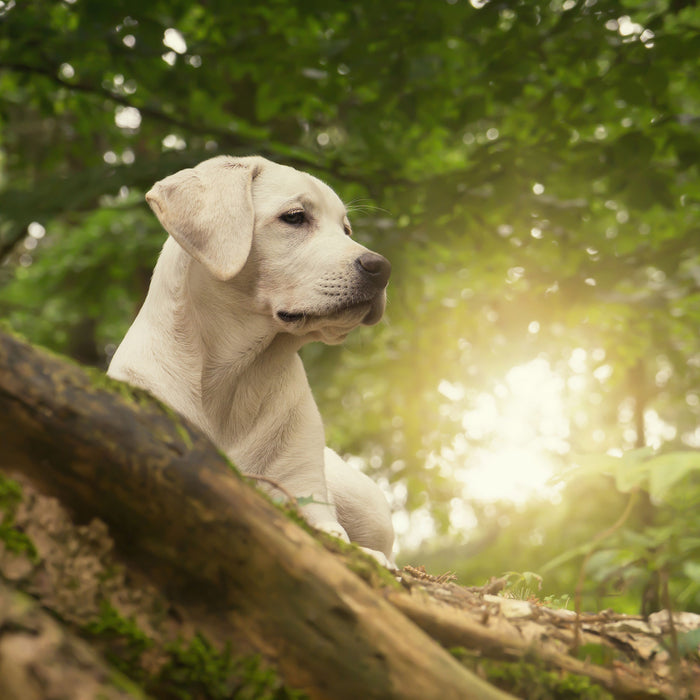 Labrador Welpe im Wald, Glasbild Quadratisch