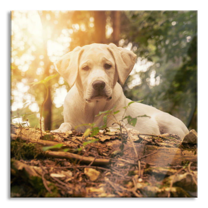 Hund im Wald bei Sonneuntergang, Glasbild Quadratisch