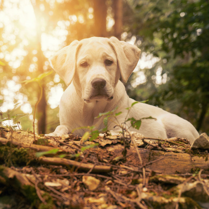 Hund im Wald bei Sonneuntergang, Glasbild Quadratisch