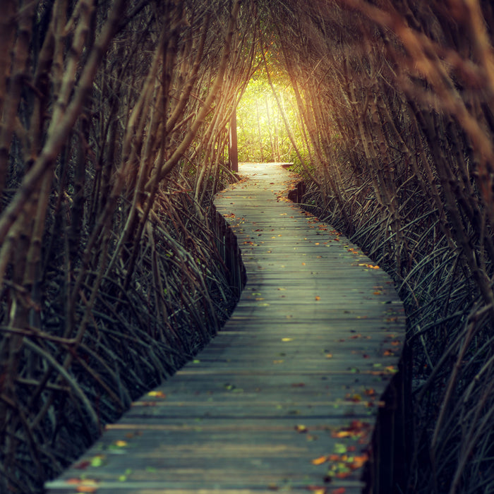 Gehweg im Wald, Glasbild Quadratisch