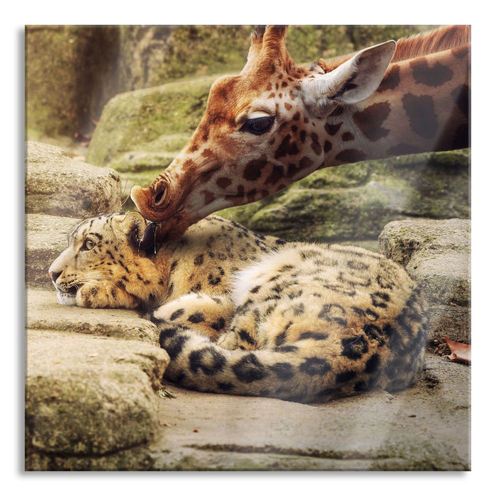 Pixxprint Leopard und Giraffe, Glasbild Quadratisch