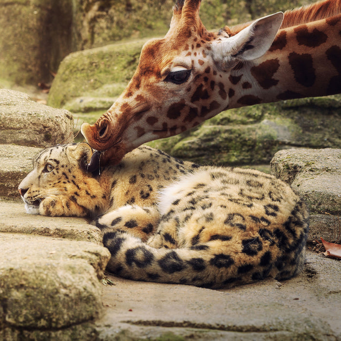 Leopard und Giraffe, Glasbild Quadratisch