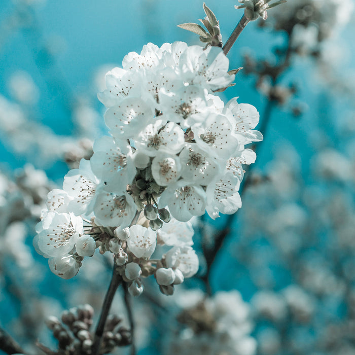 Kirschblüten, Glasbild Quadratisch