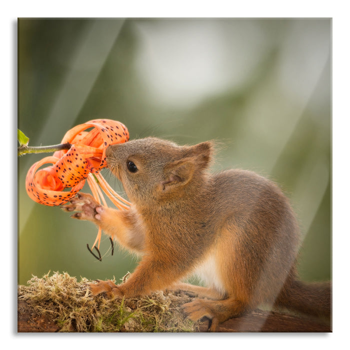 Eichhörnchen riecht an einer Blume, Glasbild Quadratisch