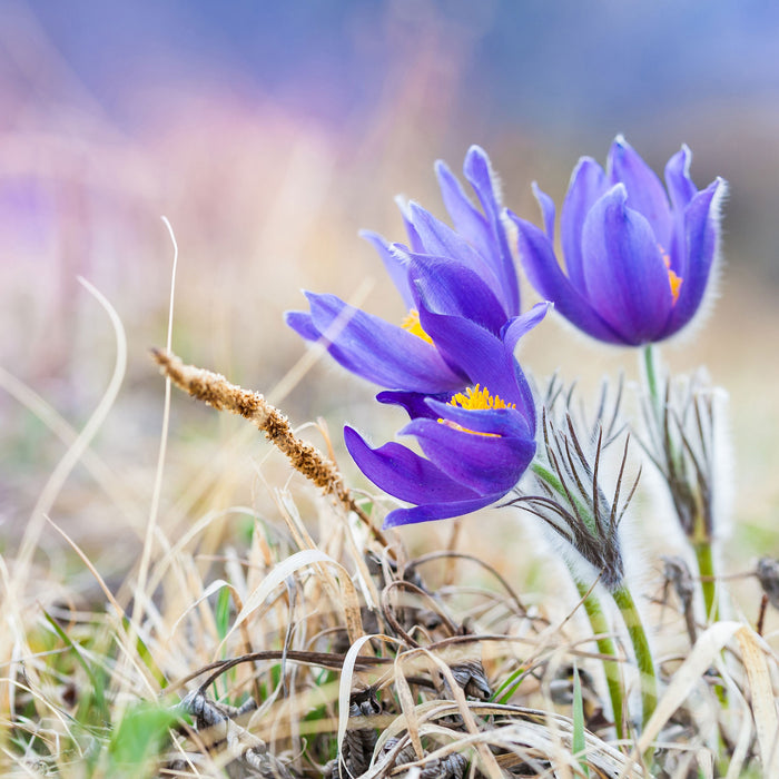 schöne Krokusse, Glasbild Quadratisch