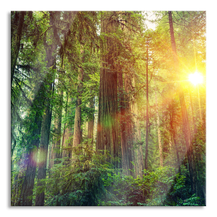 Wald bei Sonnenlicht, Glasbild Quadratisch