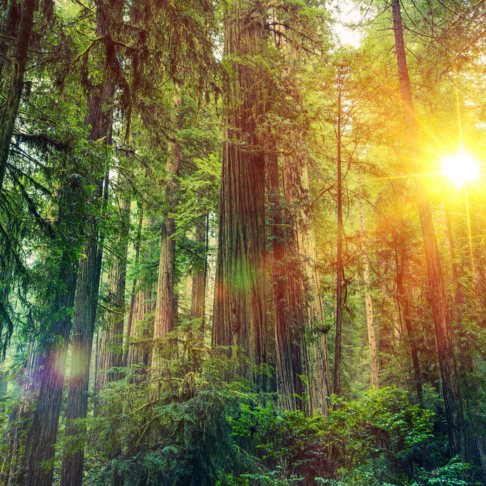 Wald bei Sonnenlicht, Glasbild Quadratisch