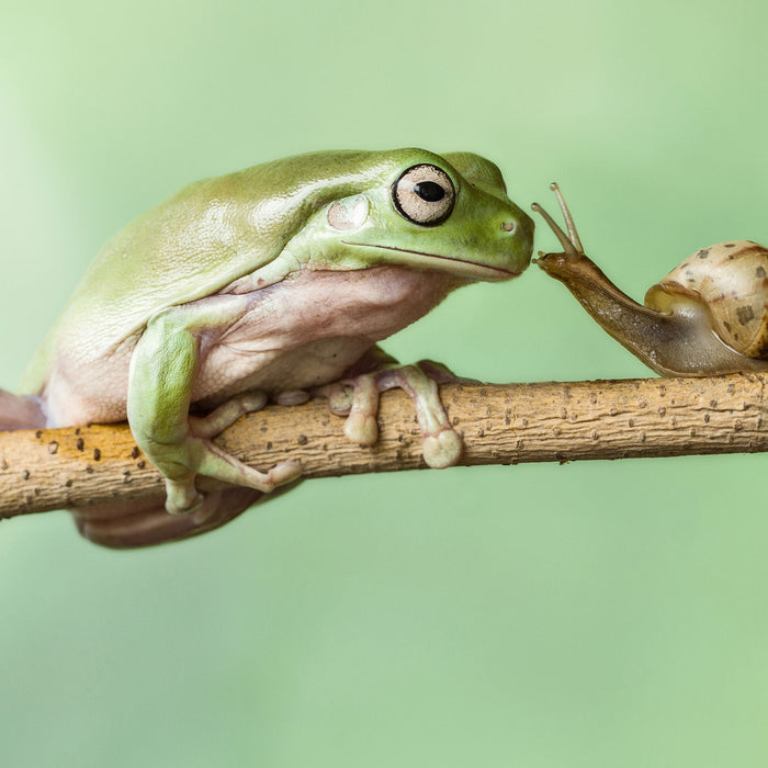 der Frosch und die Schnecke, Glasbild Quadratisch