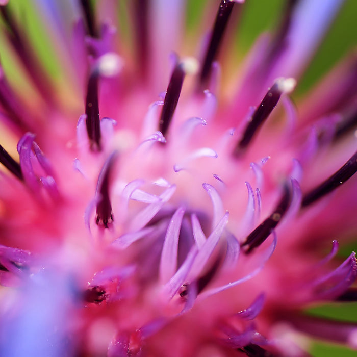 wunderschöne lila Blume im Fokus, Glasbild Quadratisch