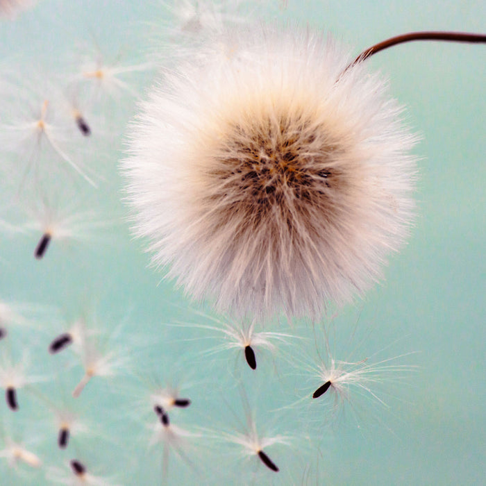 Pusteblumen in Bewegung, Glasbild Quadratisch