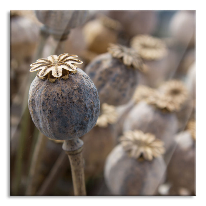 Mohnkapsel der Mohnblume, Glasbild Quadratisch