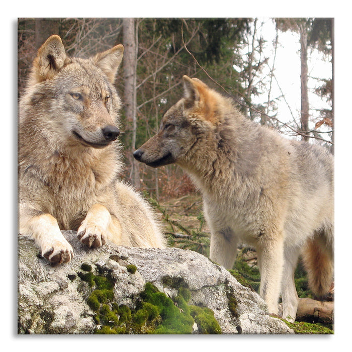 Pixxprint Wölfe im Wald, Glasbild Quadratisch