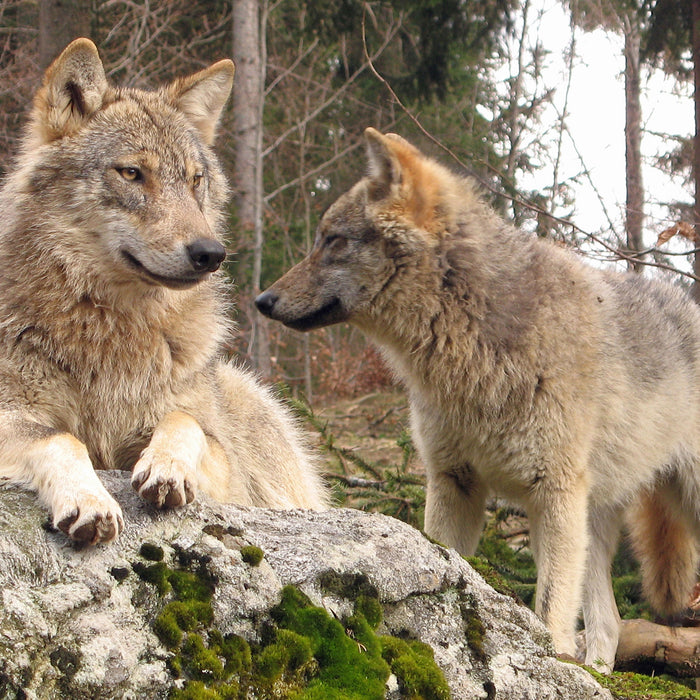 Wölfe im Wald, Glasbild Quadratisch