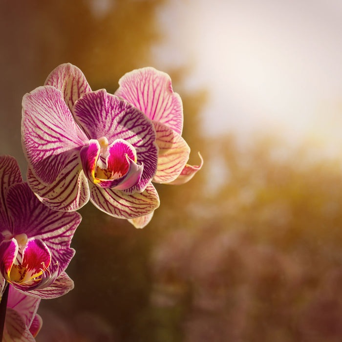 farbenOrchideen in der Nahaufnahme, Glasbild Quadratisch