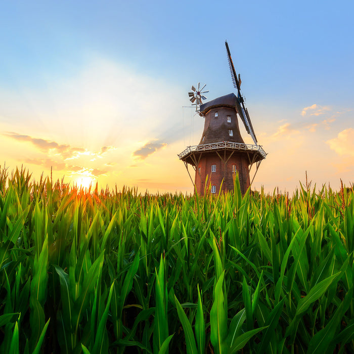 schöne Windmühle auf dem Feld, Glasbild Quadratisch