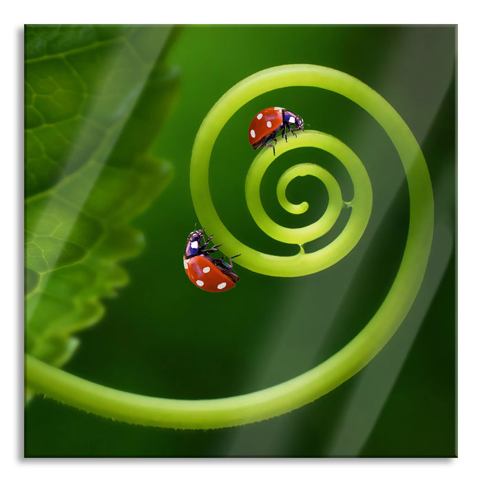 Pixxprint zwei Marienkäfer auf einem Stängel, Glasbild Quadratisch