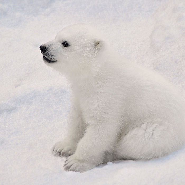 niedliches Eisbär Baby, Glasbild Quadratisch