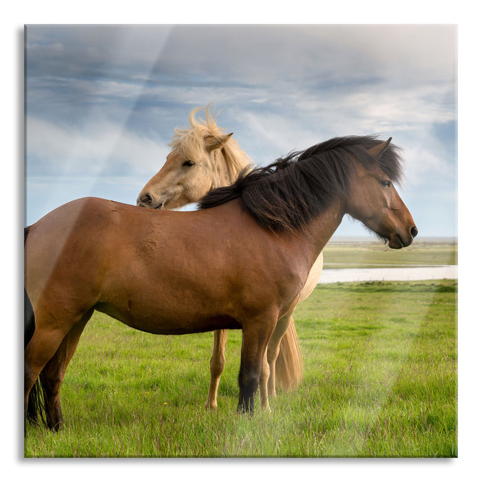 zwei Pferde auf der Wiese, Glasbild Quadratisch
