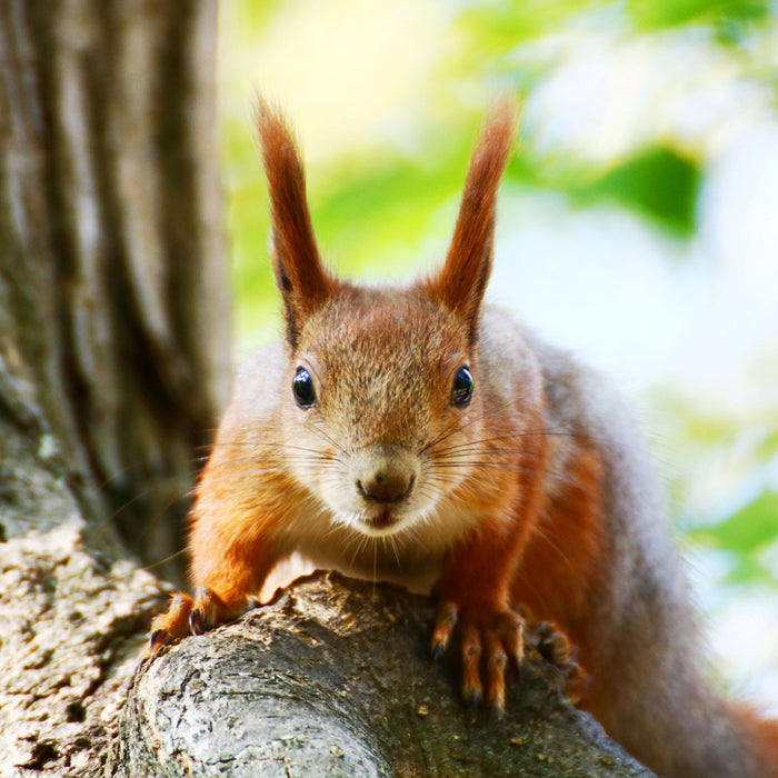 Eichhörnchen auf dem Baum, Glasbild Quadratisch